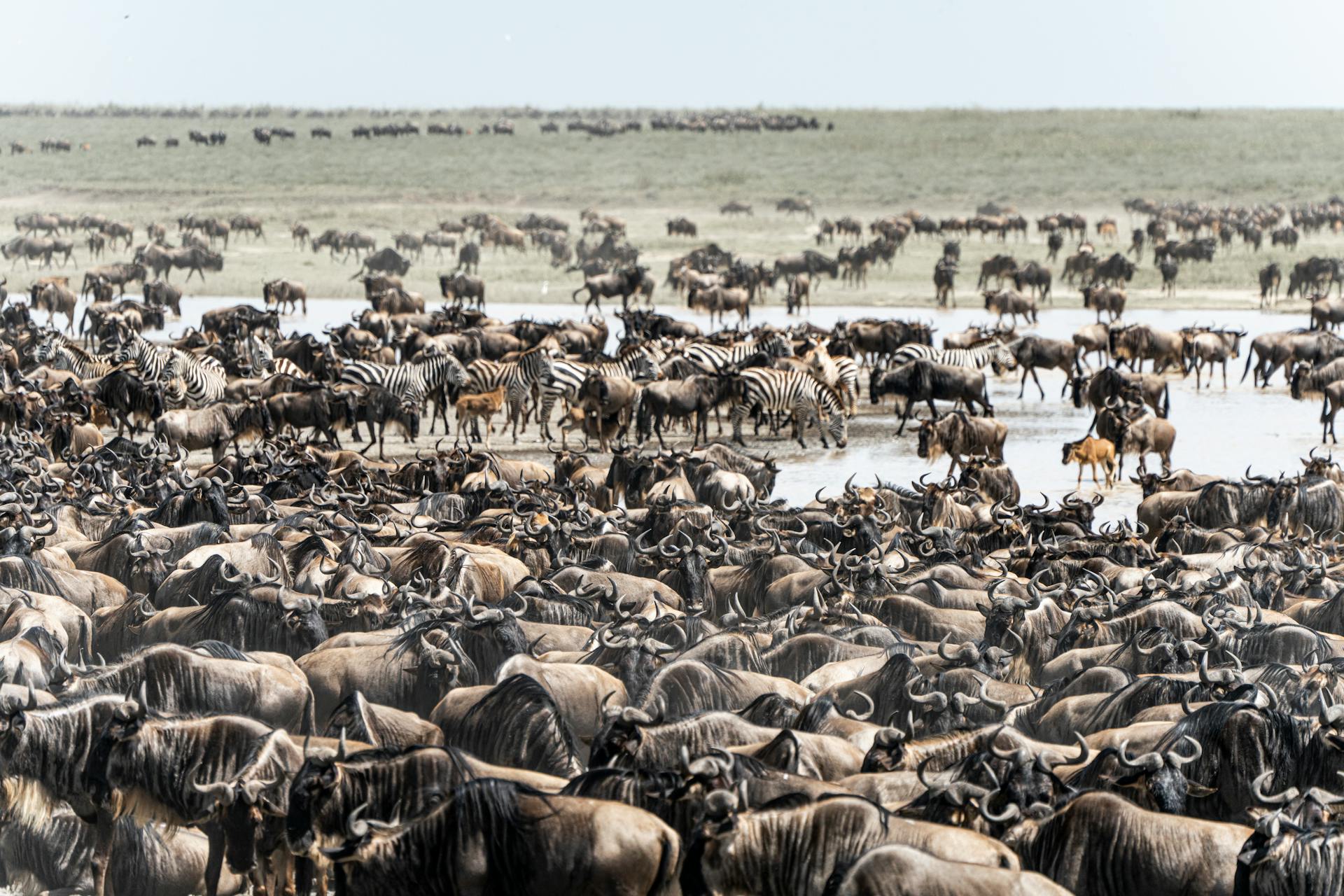 Serengeti Wildebeest Migration