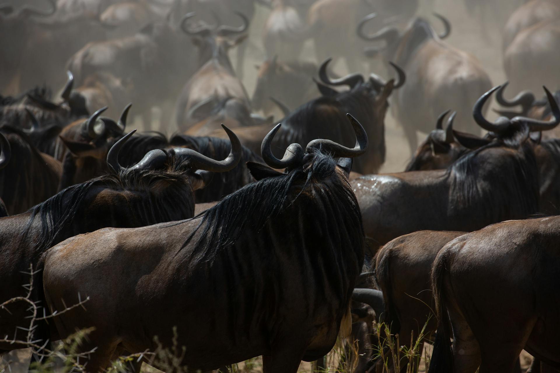 Serengeti Wildebeest Migration