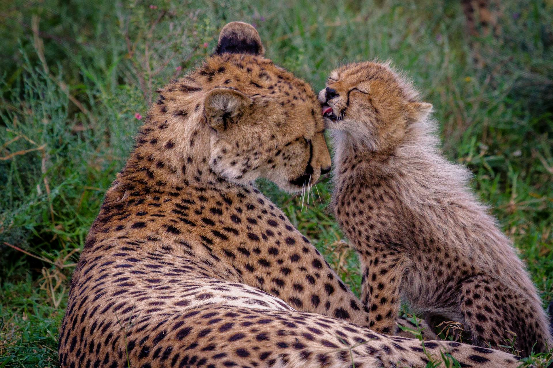 Ndutu Area